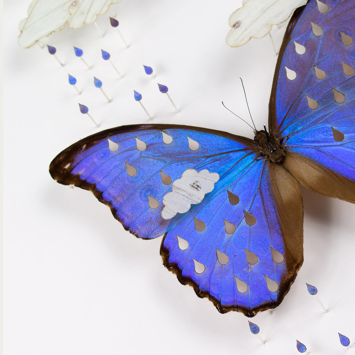 Fiona Parkinson - Weathervein