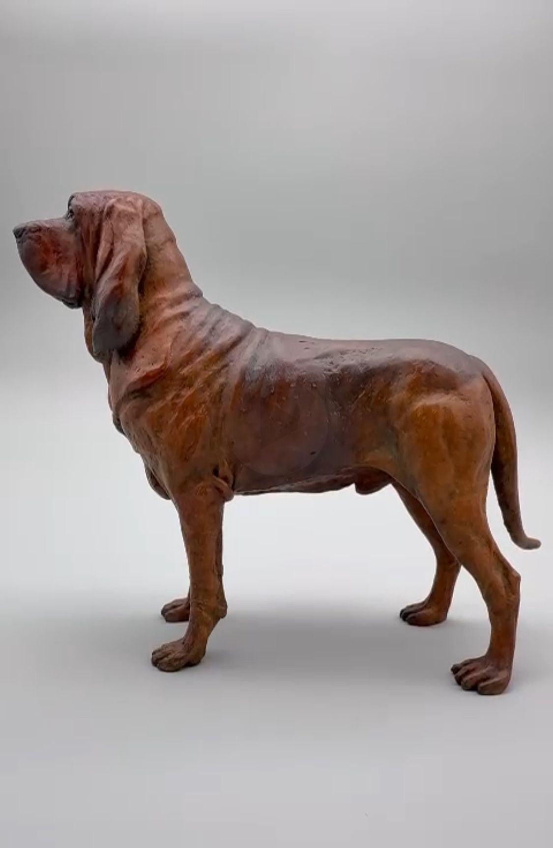 Bloodhound