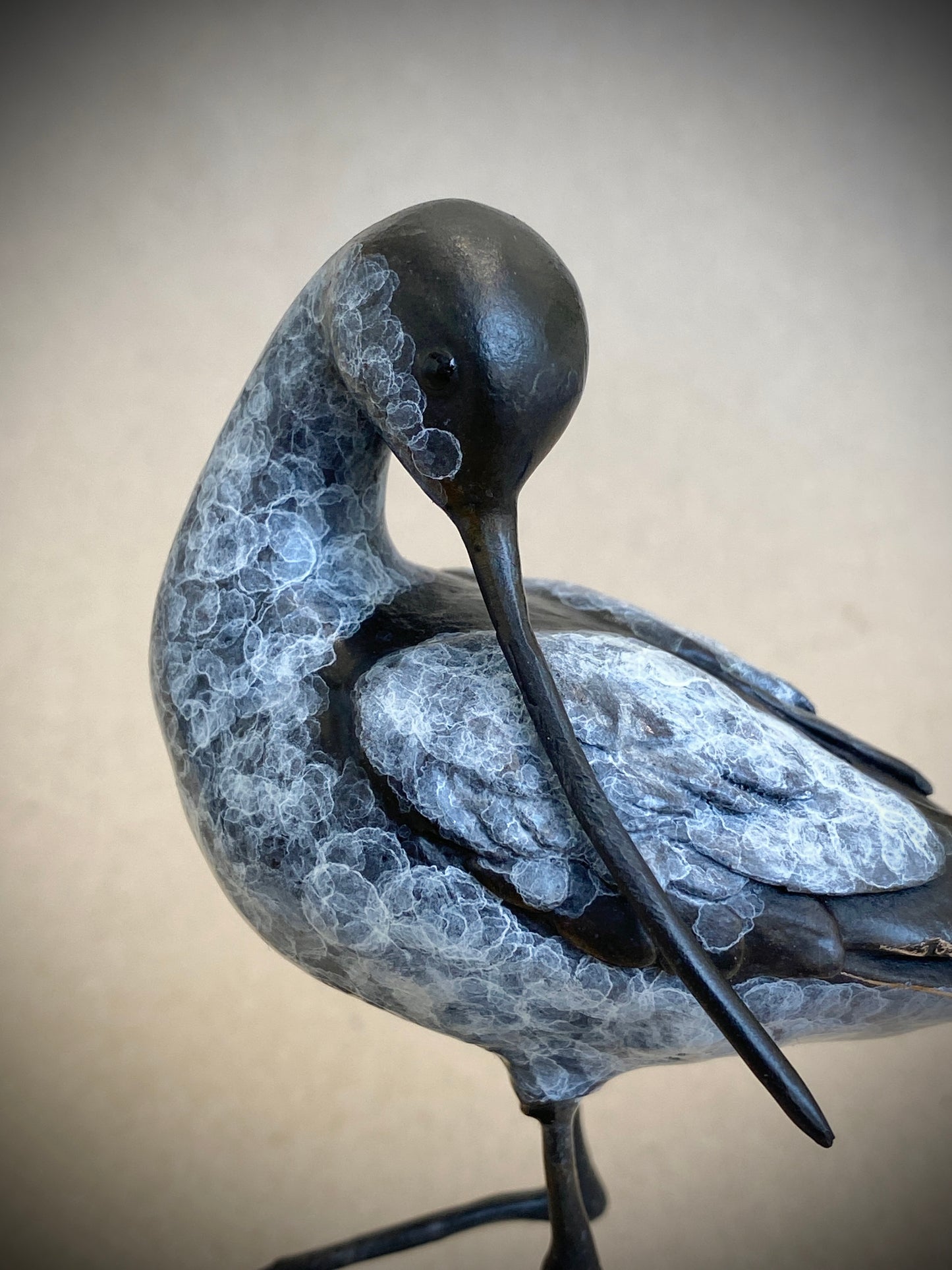 Head Turned Avocet