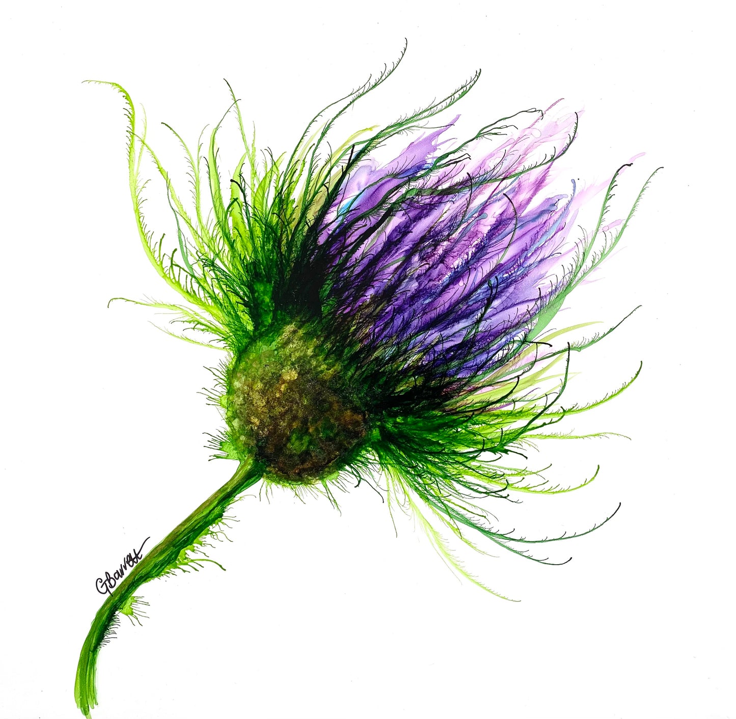 Alba Thistle