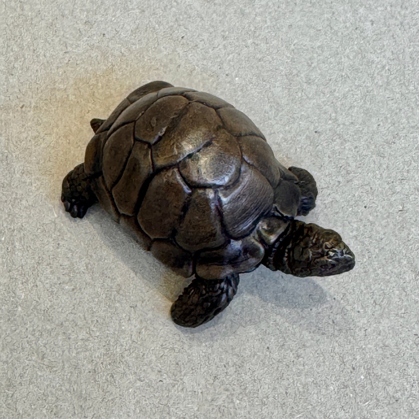 Tortoise
