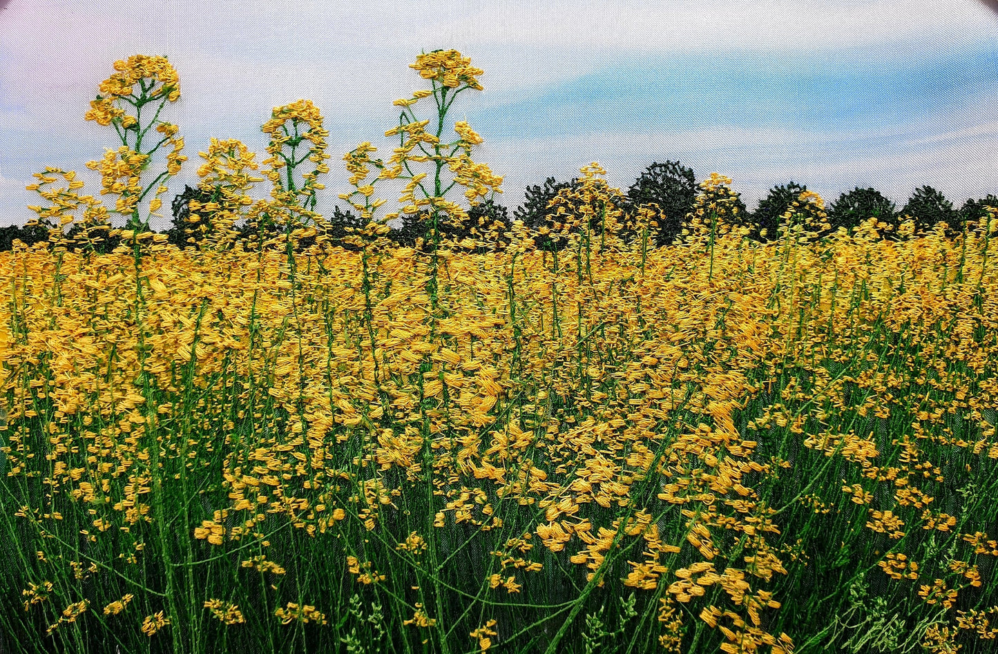 Golden Fields