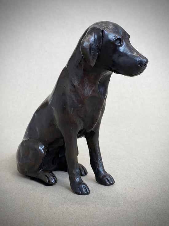 Labrador Seated