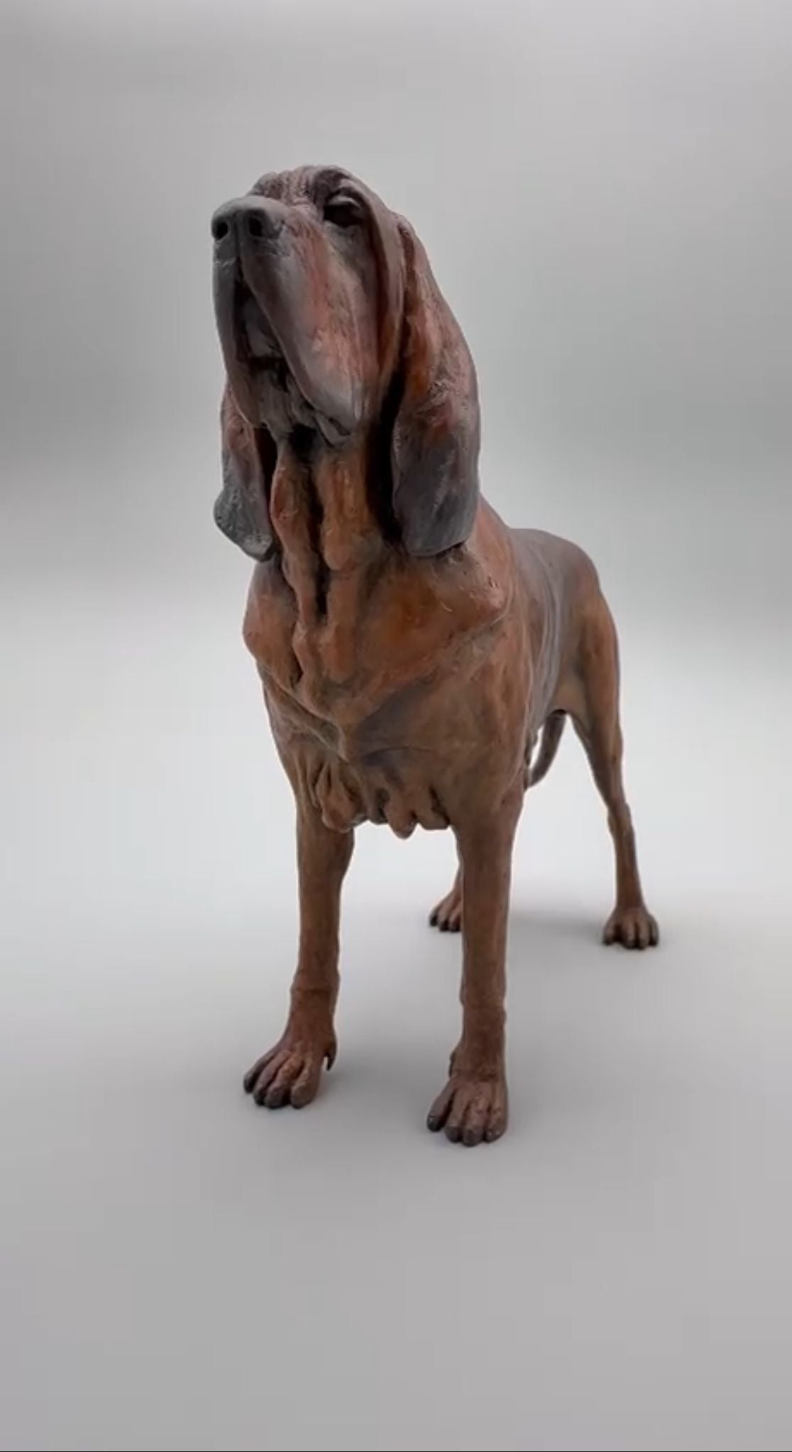 Bloodhound