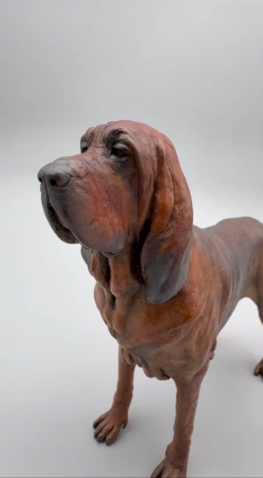 Bloodhound