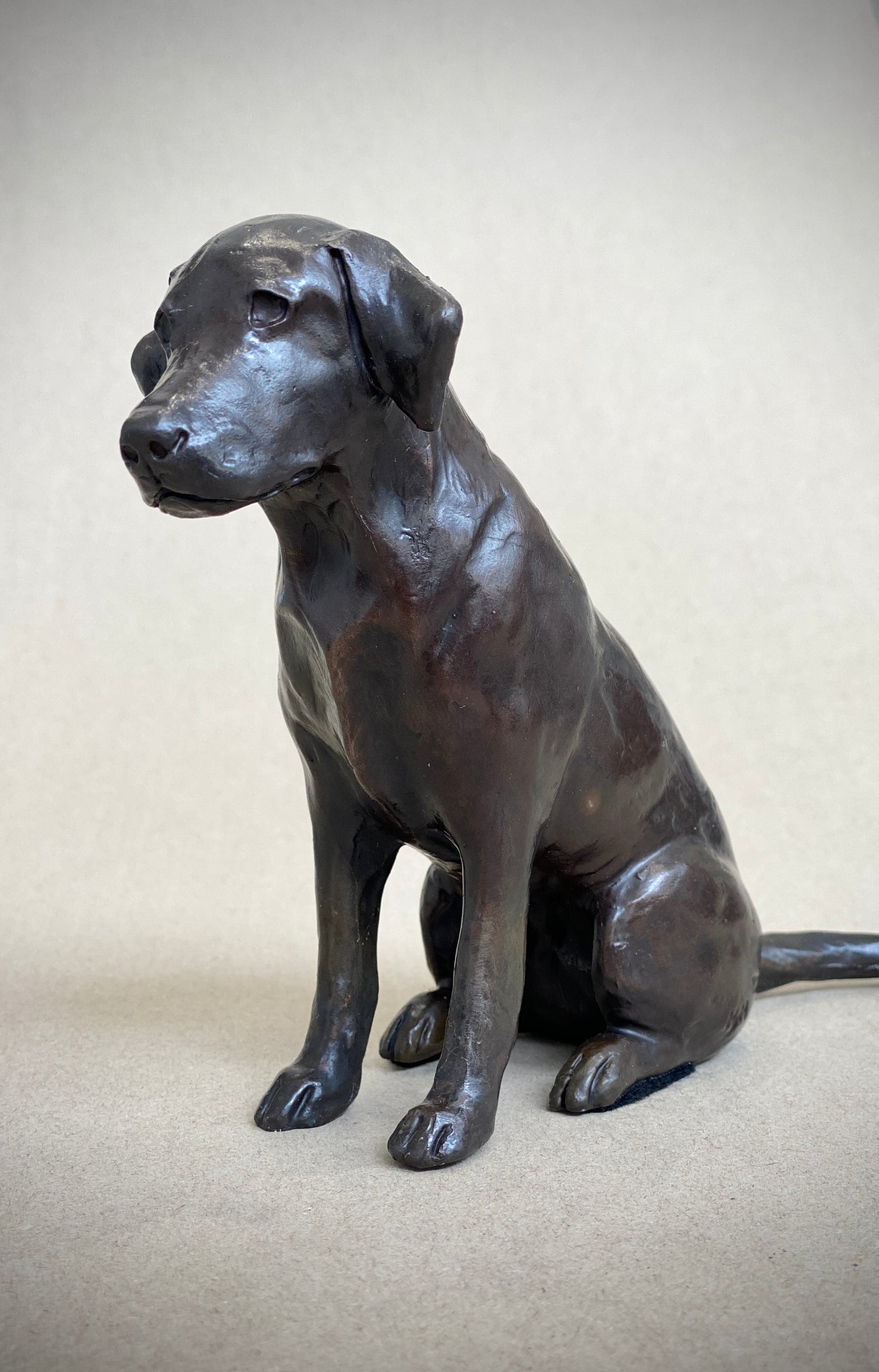 Labrador Seated