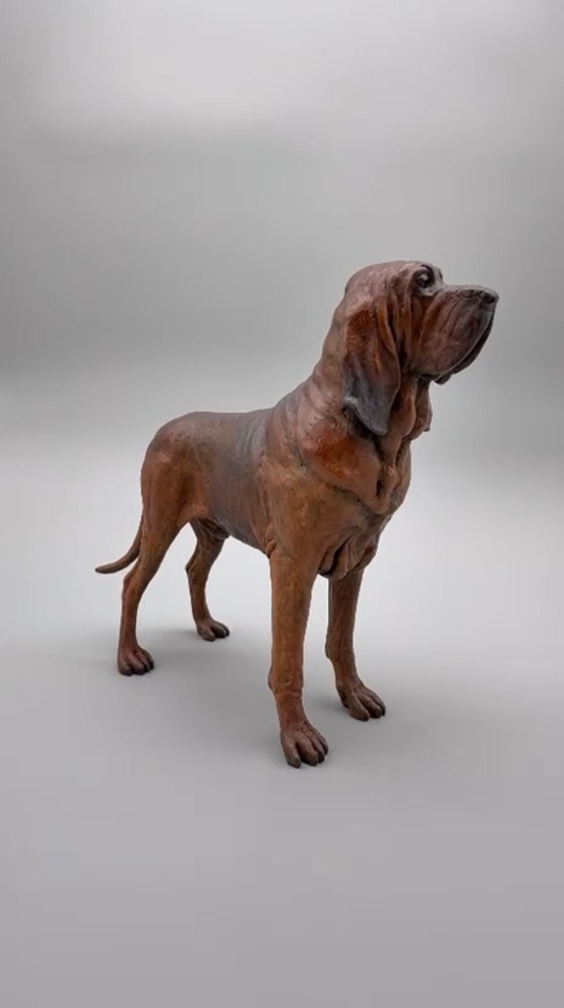Bloodhound
