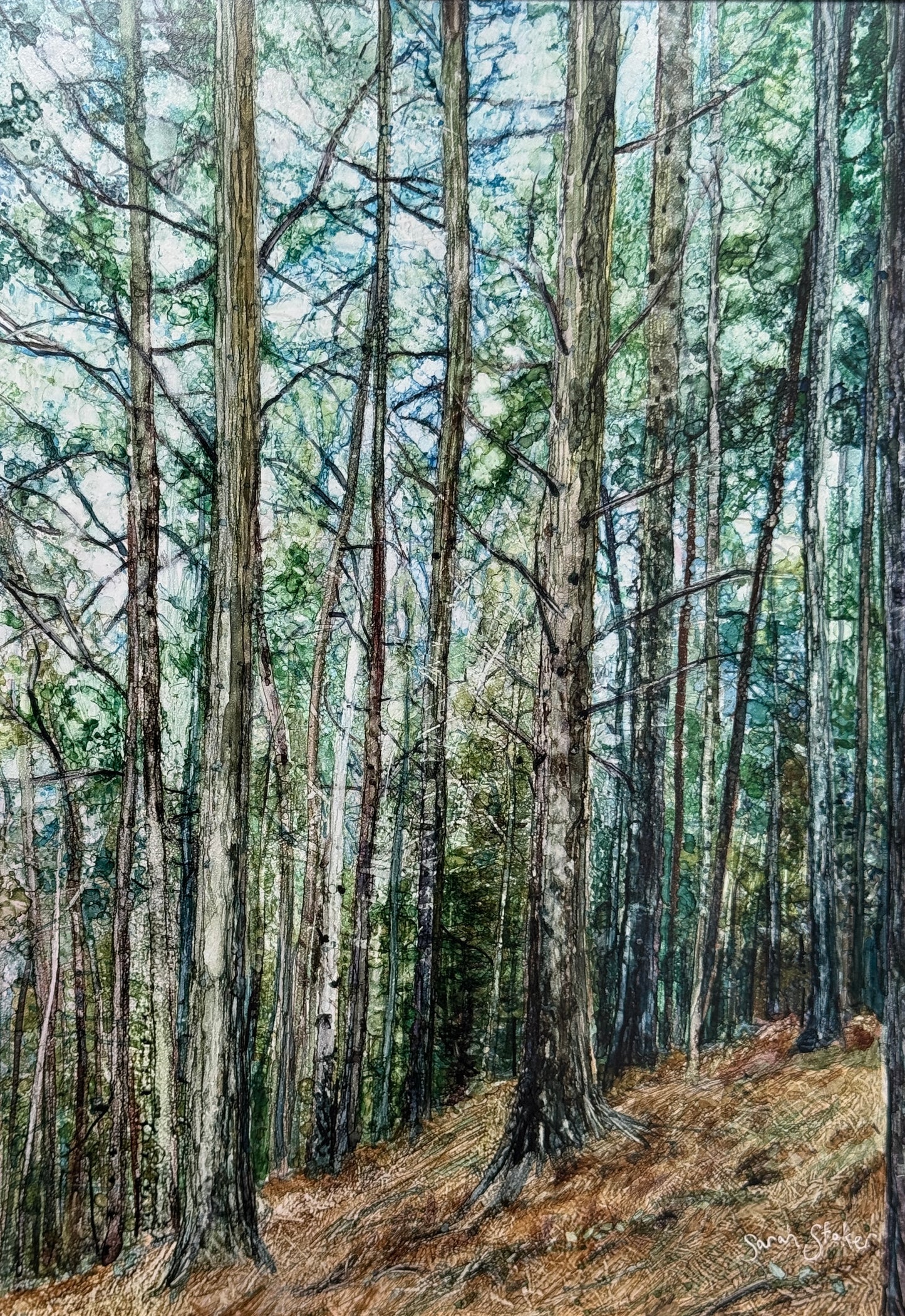 Langset Pines
