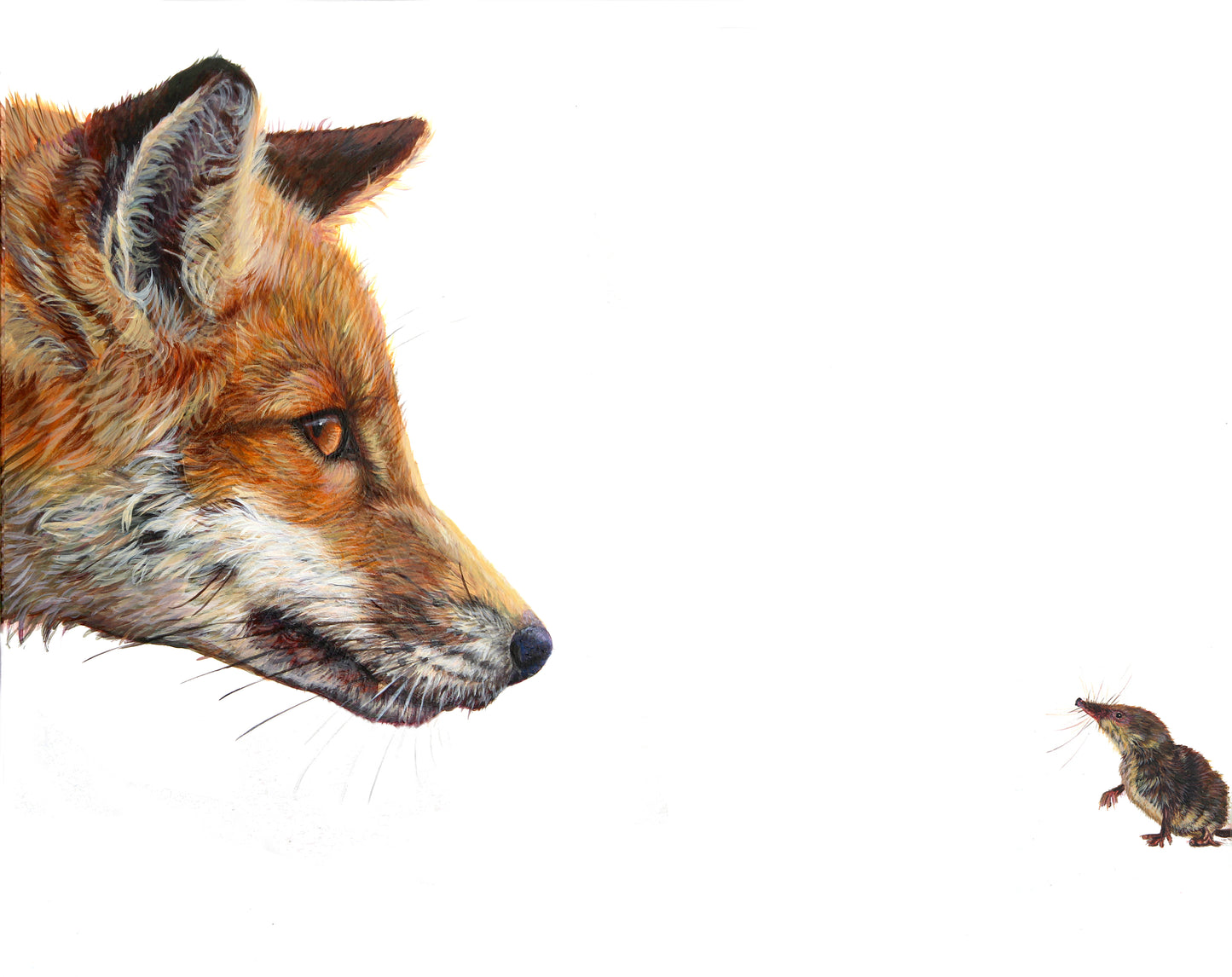 Top Predator: Fox & Shrew